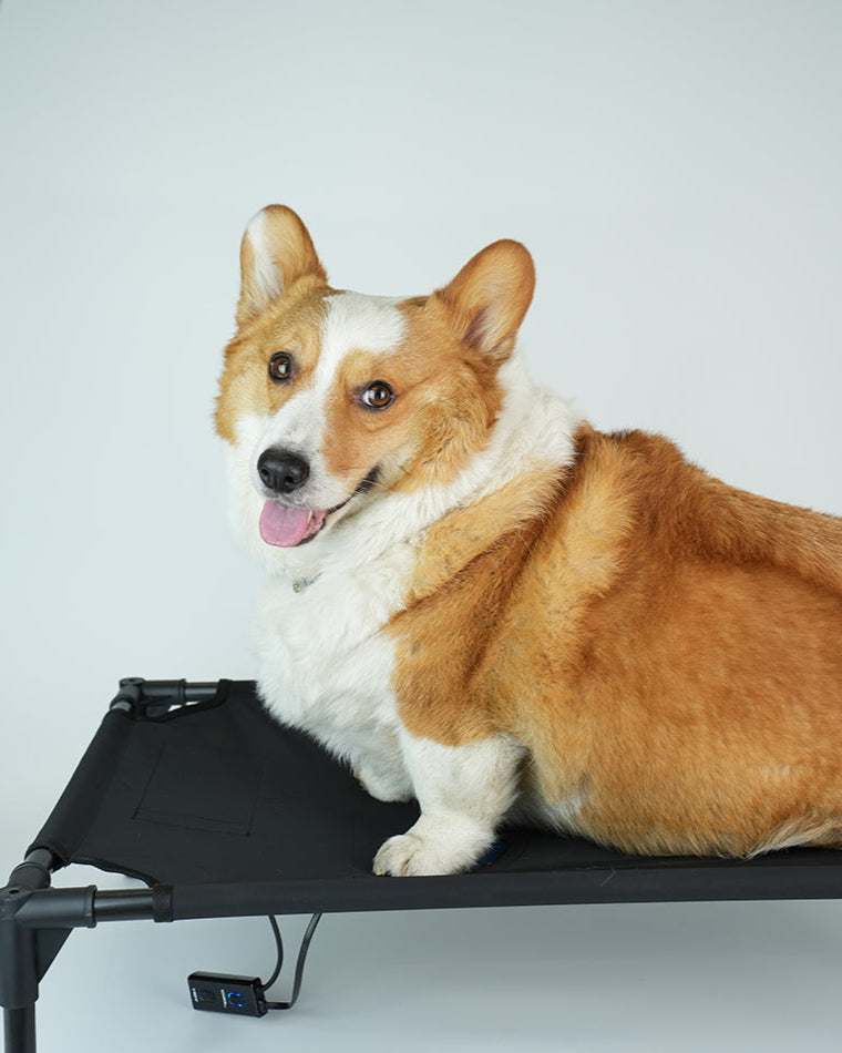 Temperature-controlled Pet camp bed