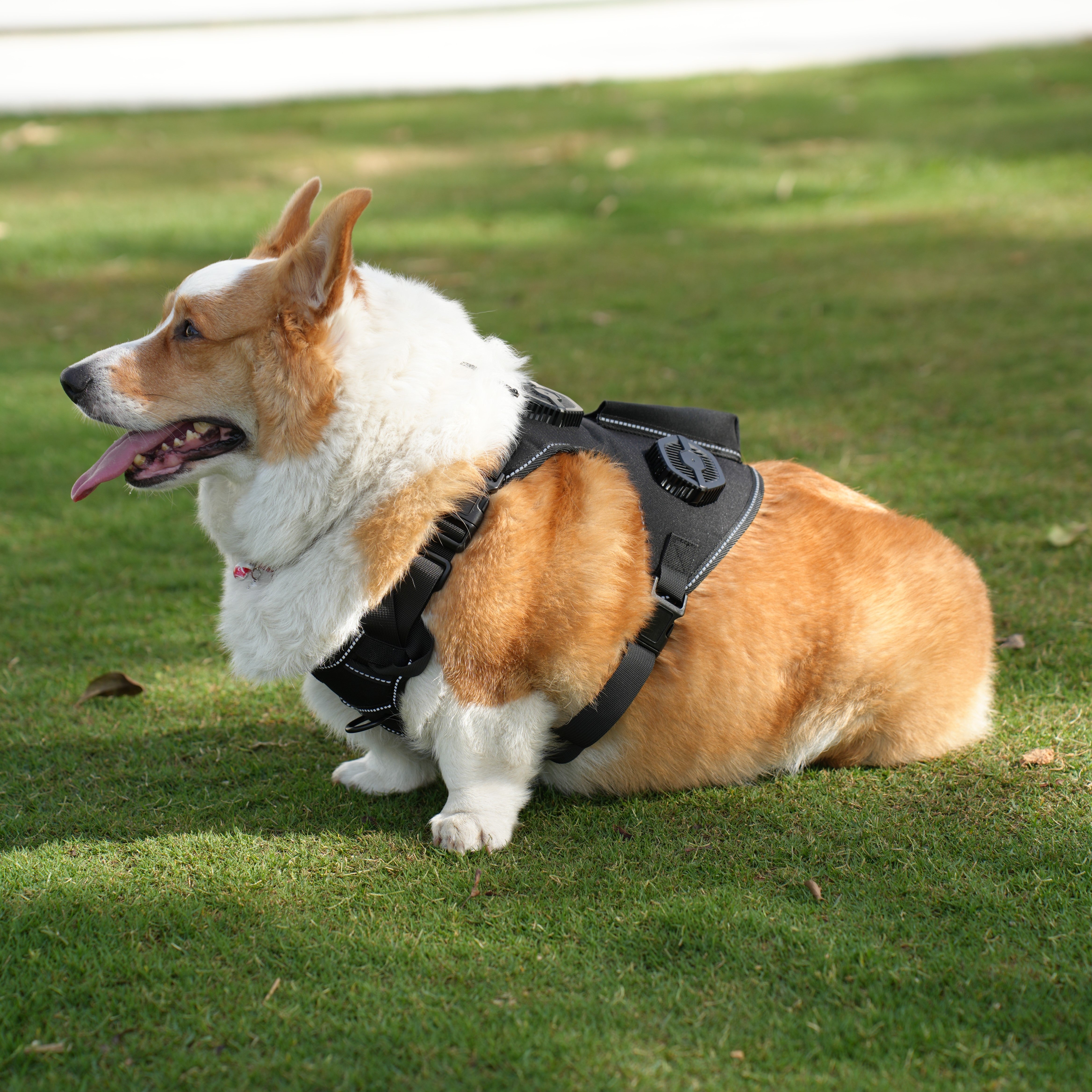 Pet Temperature Control Vest