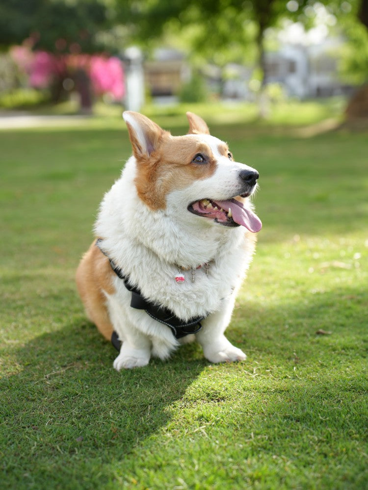 Pet Temperature Control Vest