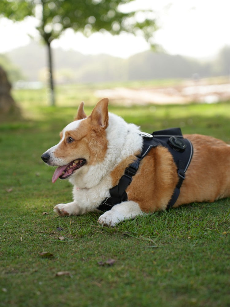 Pet Temperature Control Vest