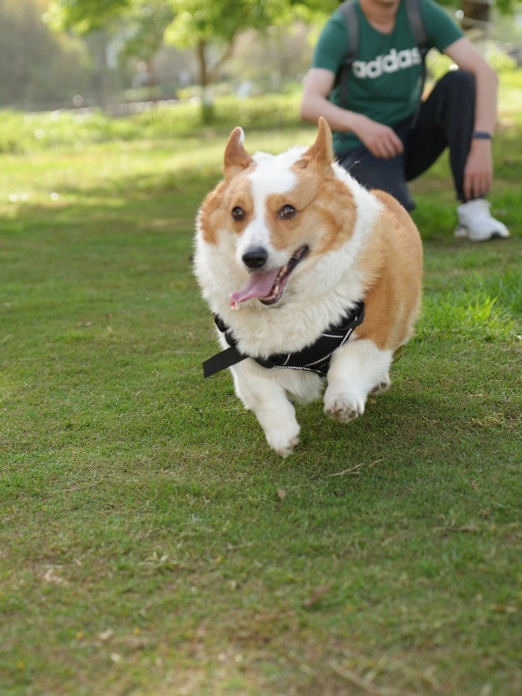 Pet Temperature Control Vest